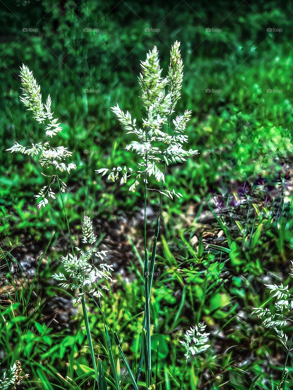Kentucky blue grass flowering on the Natchez Trace Parkway.