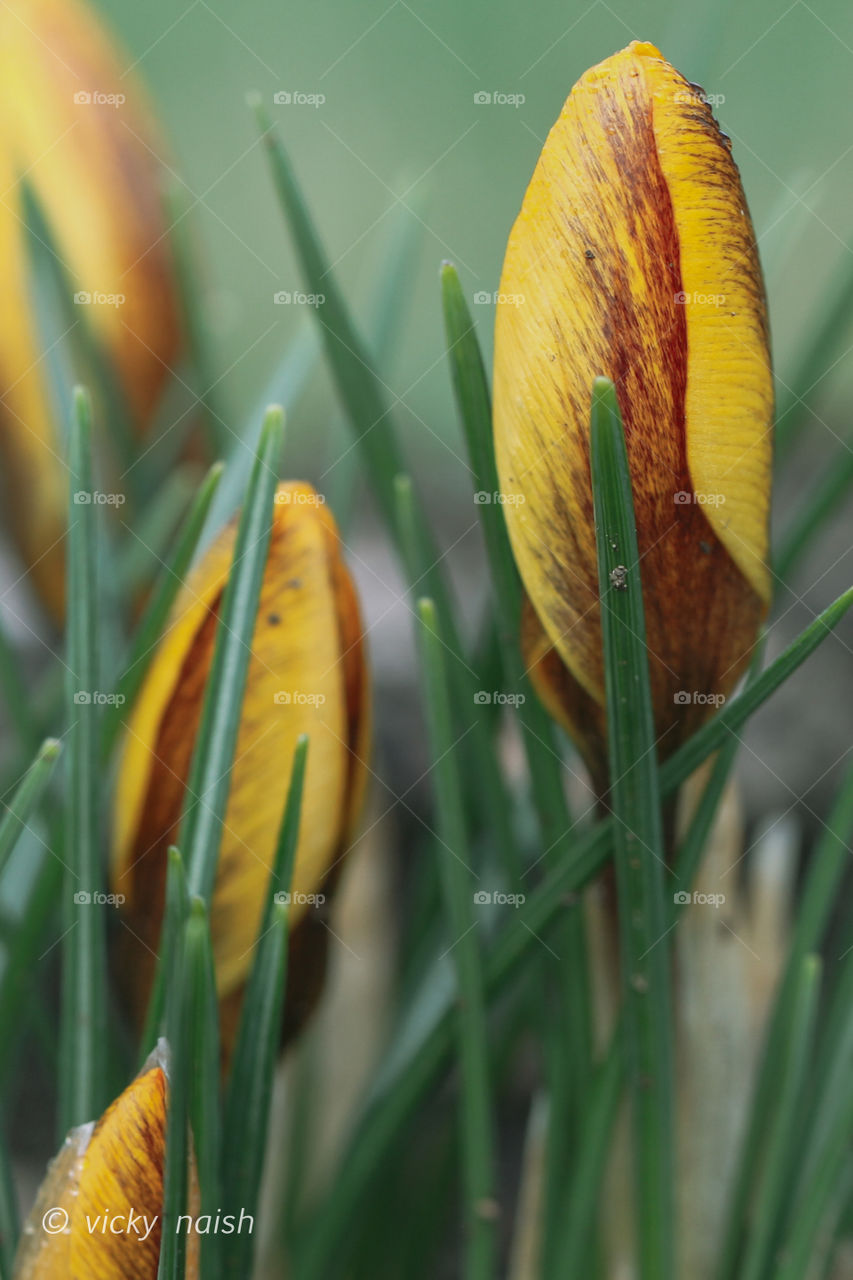 Closeup macro of yellow crocuses just budding. Their yellow petals tinged with orange red are still closed but it won’t be long before they open to the warming sun. 