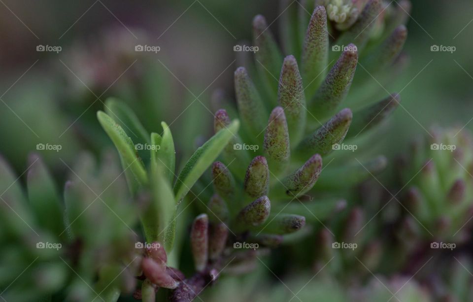 Succulents close up