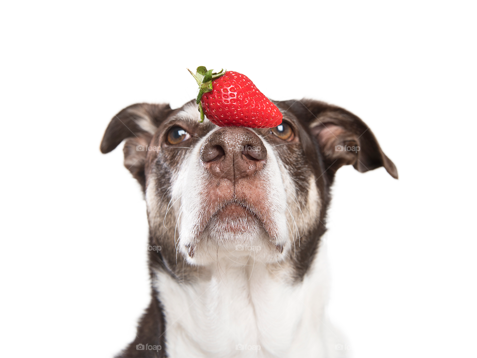 Dog with a red strawberry on his nose