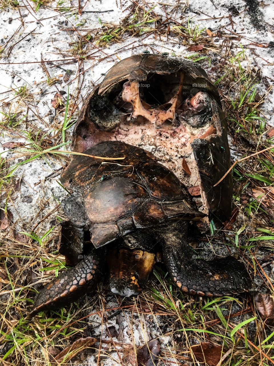 Turtle ran over and eaten by four black vultures 