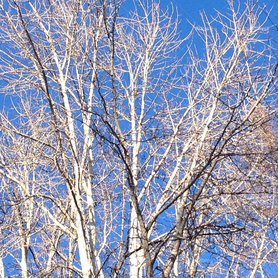 Winter Trees