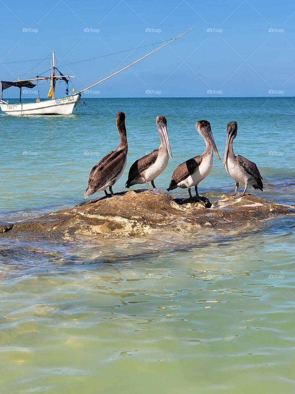 aves y mar