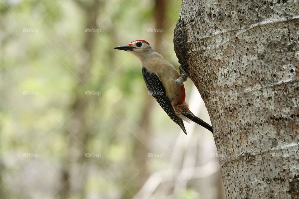 Photo of beautiful Yucatan woodpecker on tree in Mexico on green blurry background