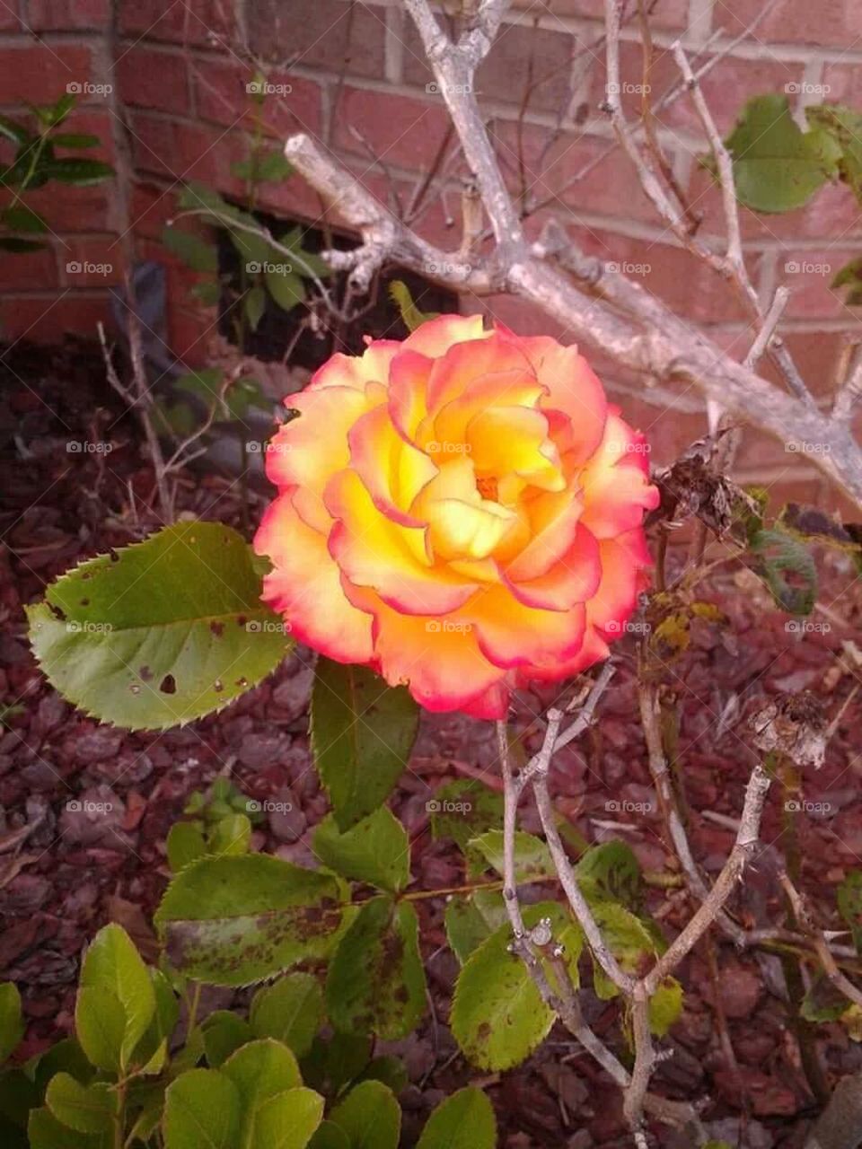 bright rose