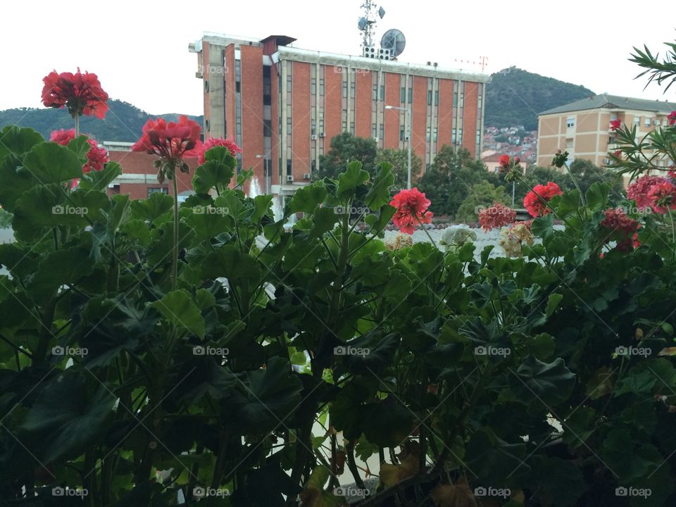 Balcony in blooms 