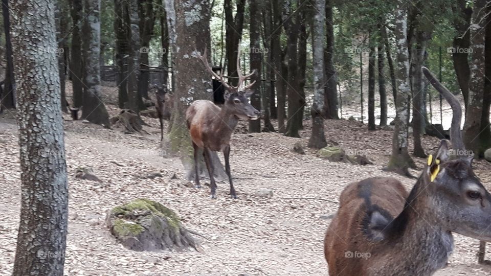 Sardinian deers