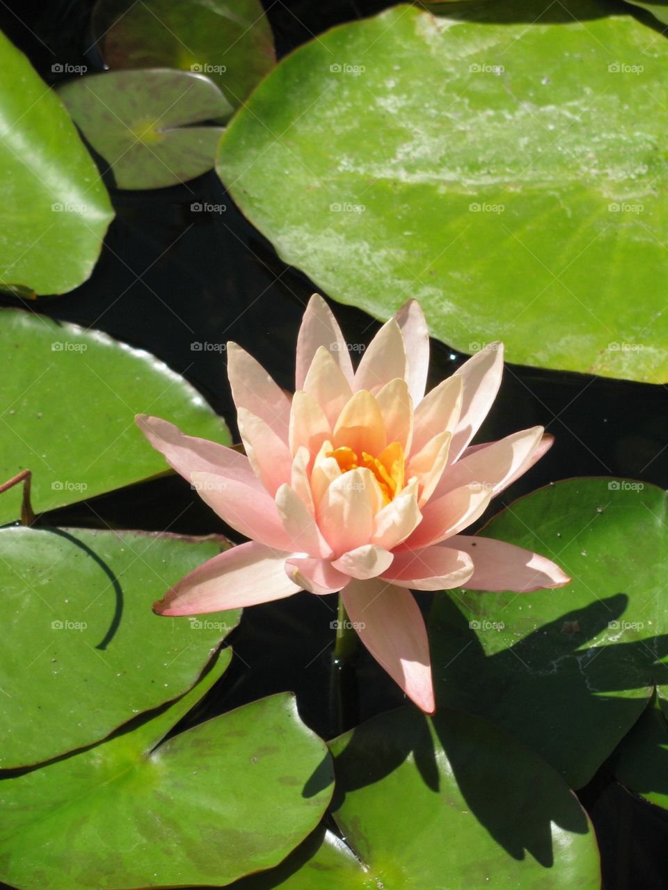 Lily pad with light pink flower
