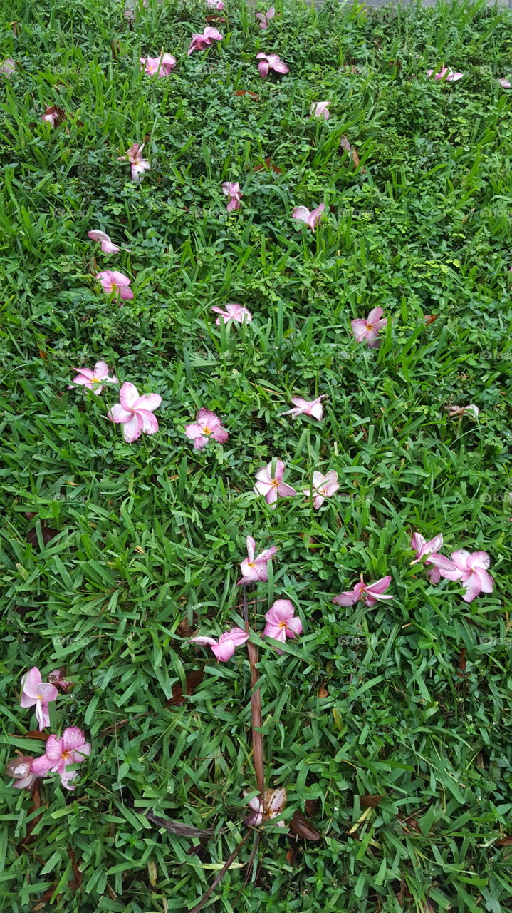 Flowers in the garden