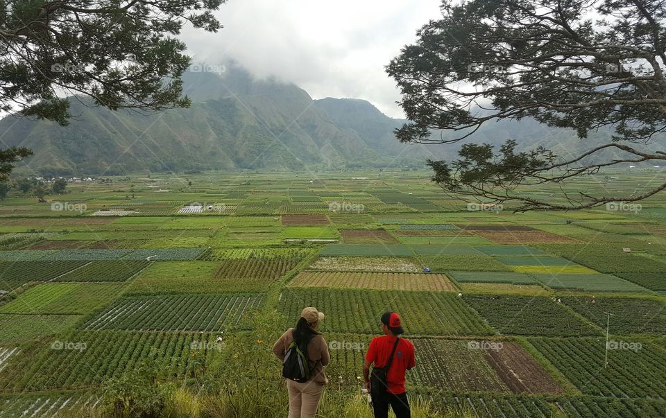 Landscape, Tree, Cropland, Travel, Agriculture