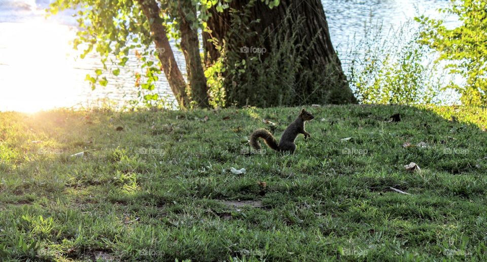 Sunset squirrel