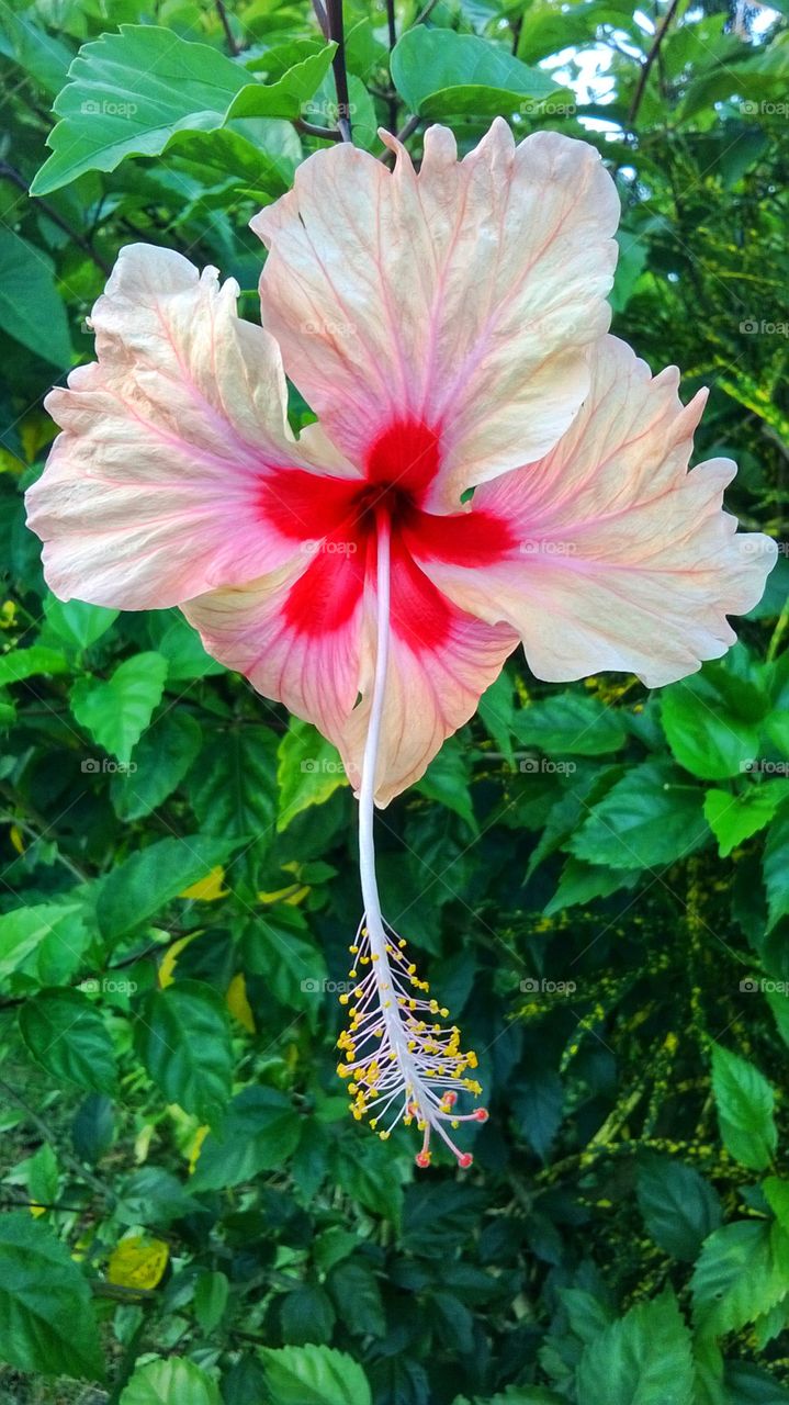 colorful hibiscus plant