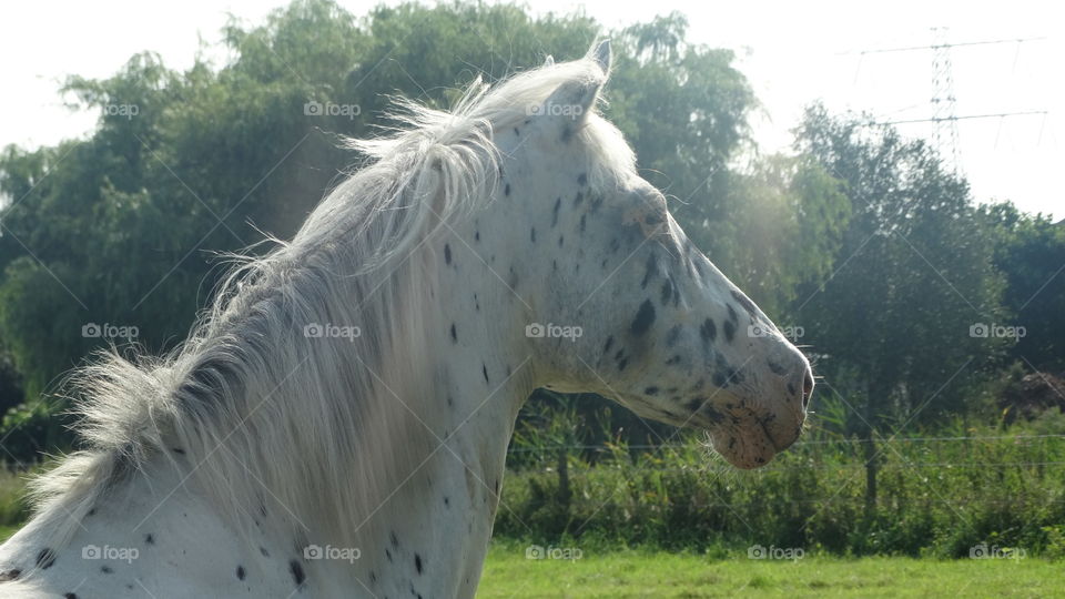 Horse head look forward 