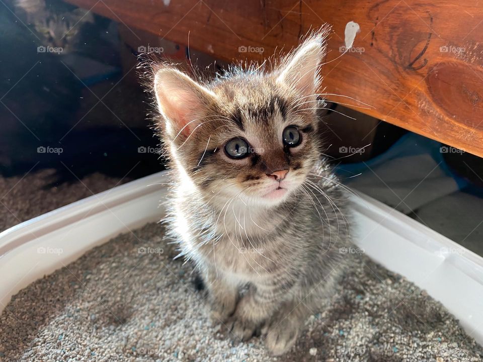 Cute baby kitten trying the litter and confused if it’s also to play, rest, hangout in it or go putty. Lol! Tabby Maine coon mix with blue eyes.