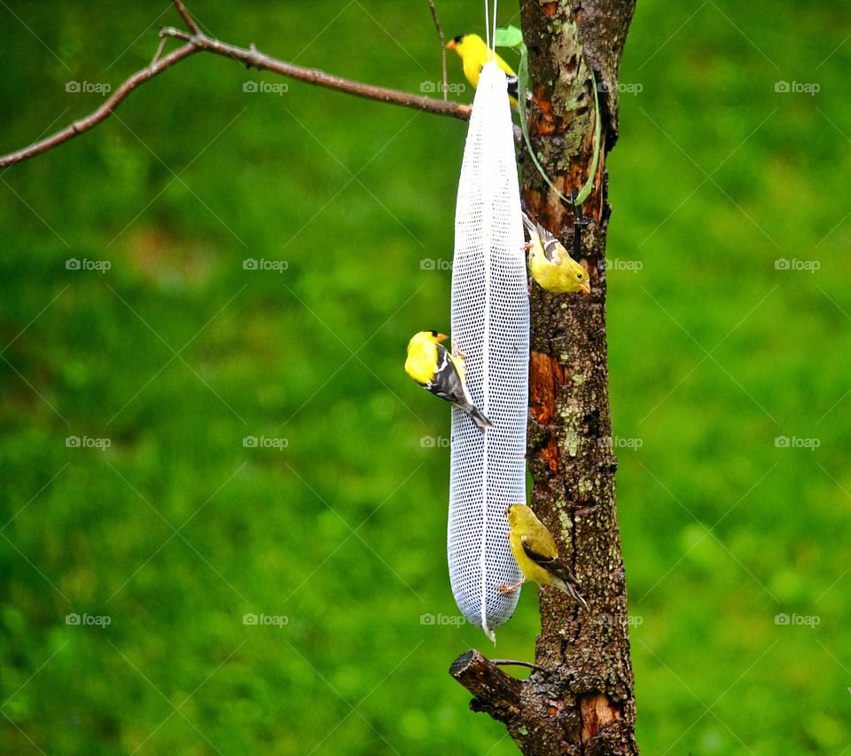 Goldfinch