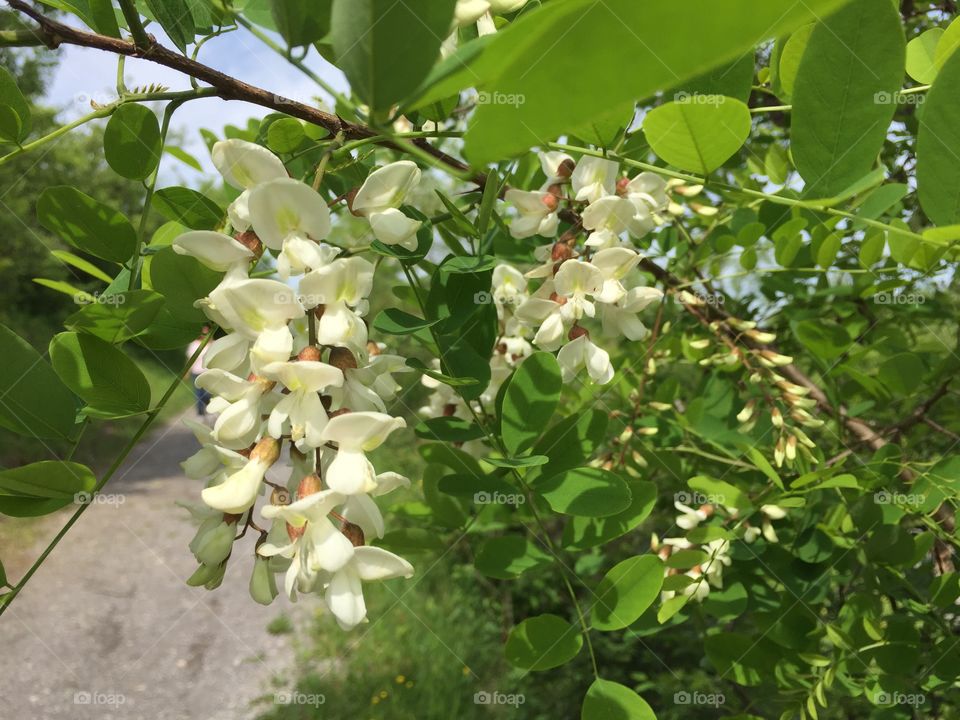 Locust tree in bloom
