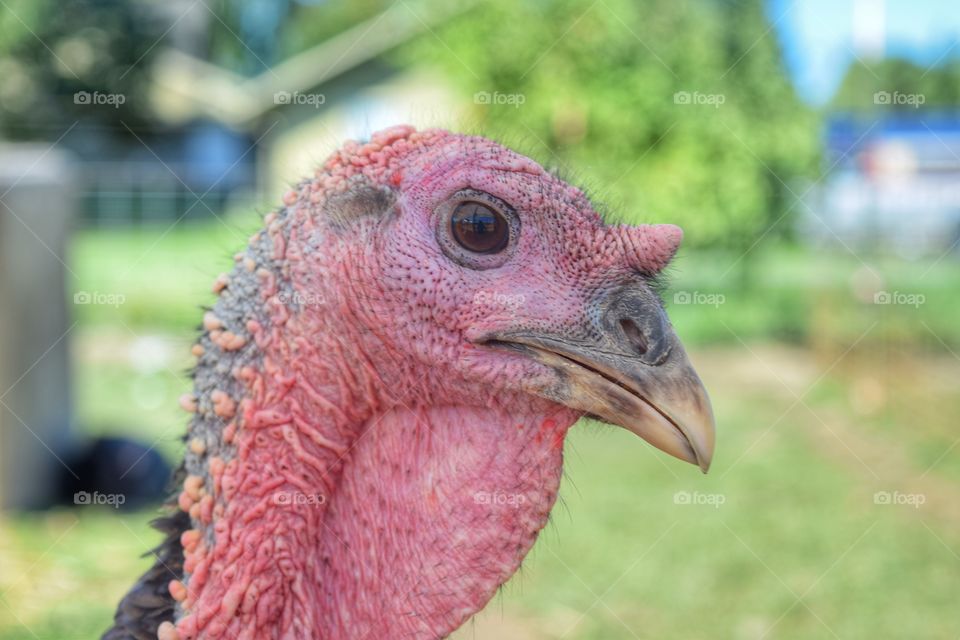 Close-up of bird