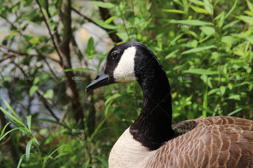 Canadian Goose in Northern Ohio, USA