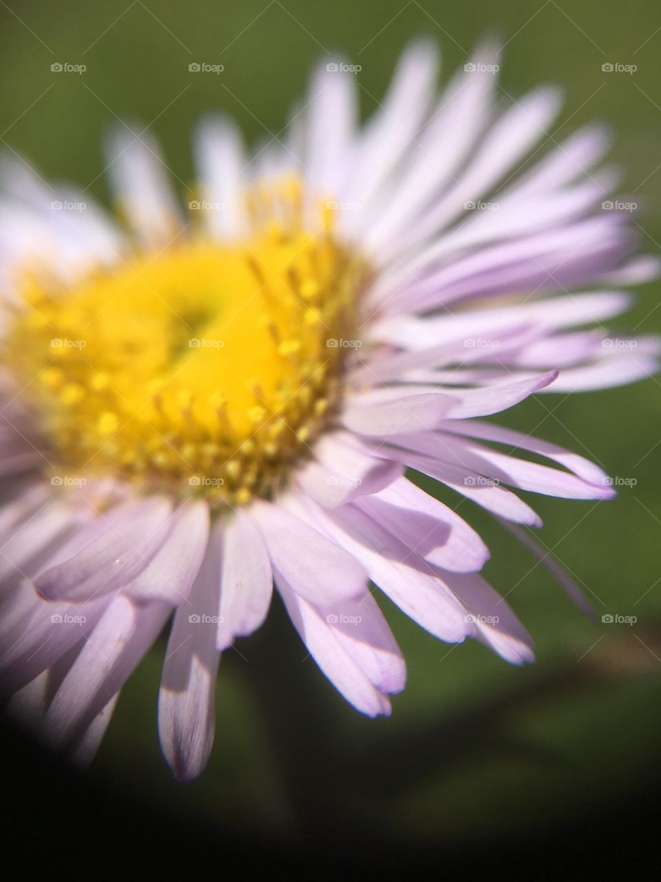 Pink petals closeup 