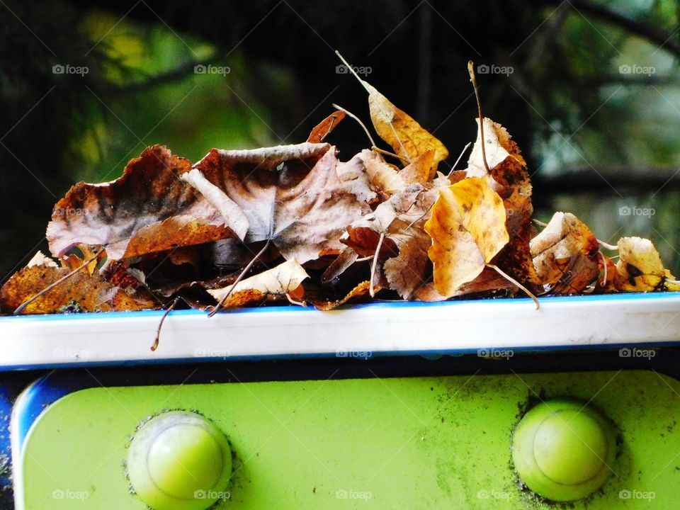 Autumn walk in the woods