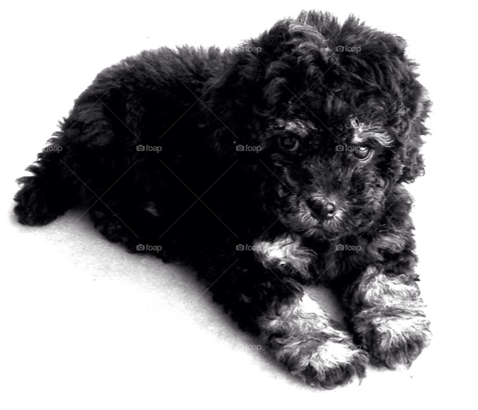 dog cute puppy black and white by cagedheat
