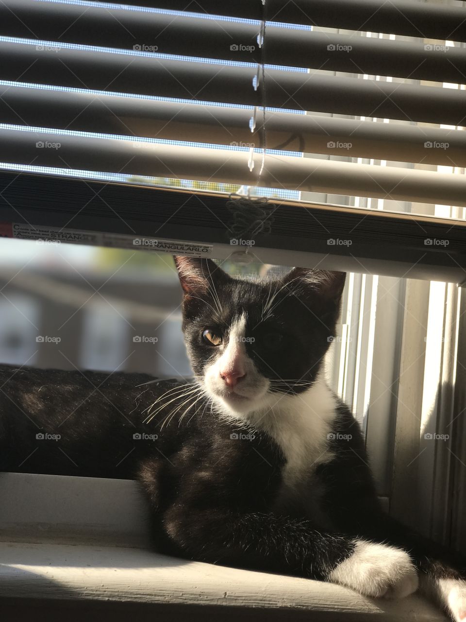 Tuxedo cat sunbathing 