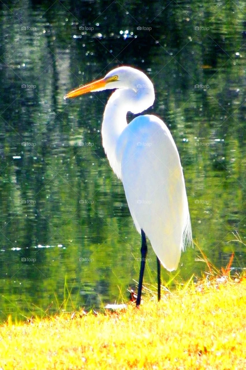 Egret