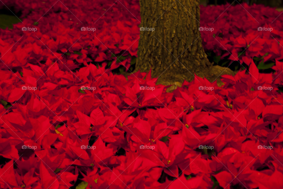 flower travel wood tree by cmosphotos