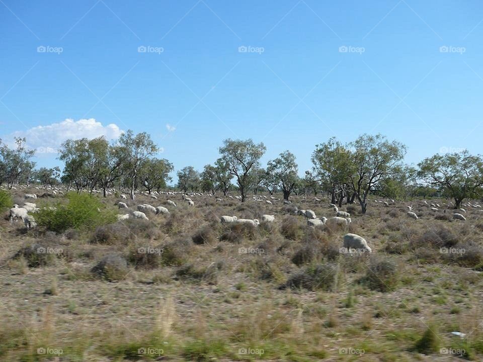 Sheep on the land