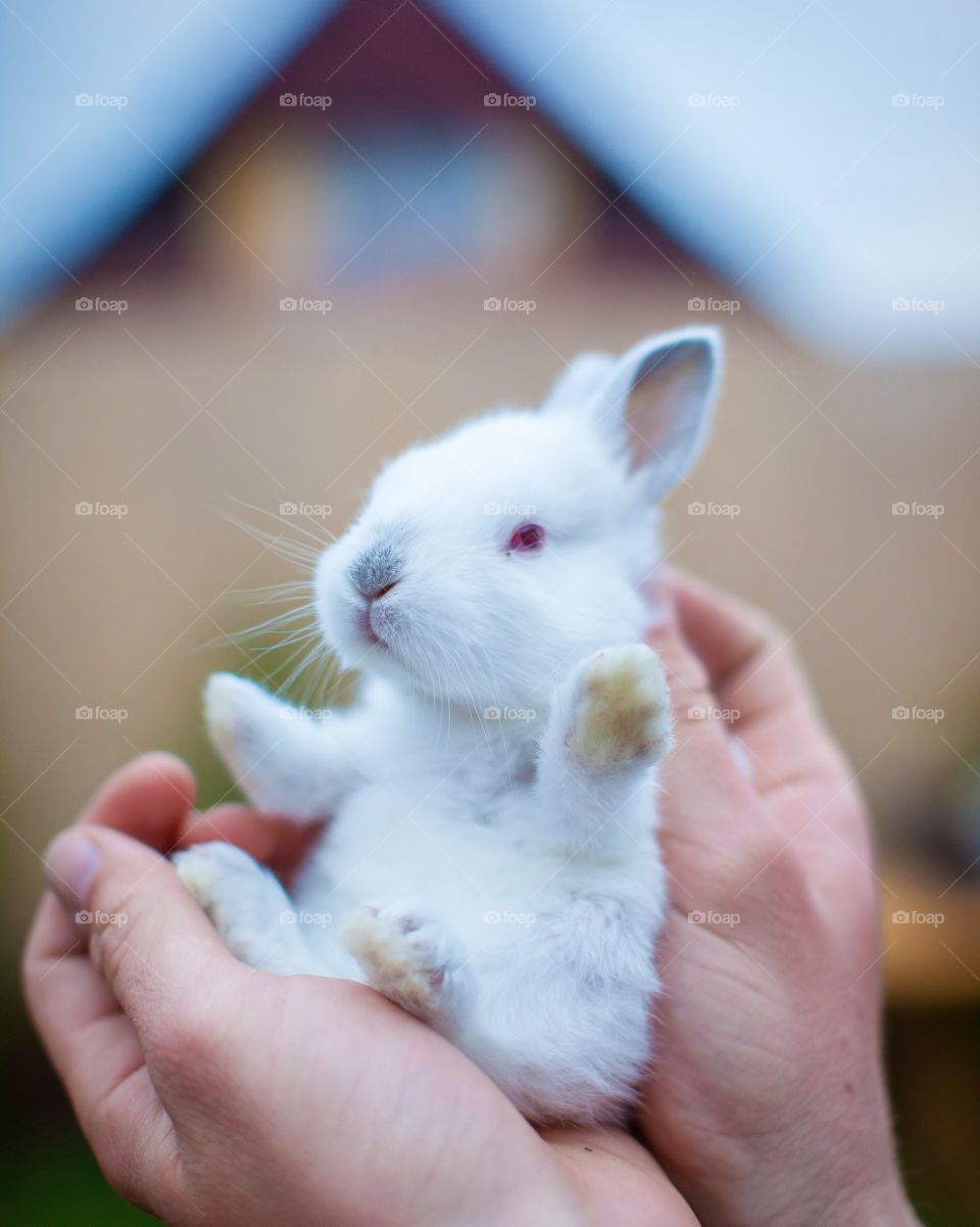 White cute little bunny 