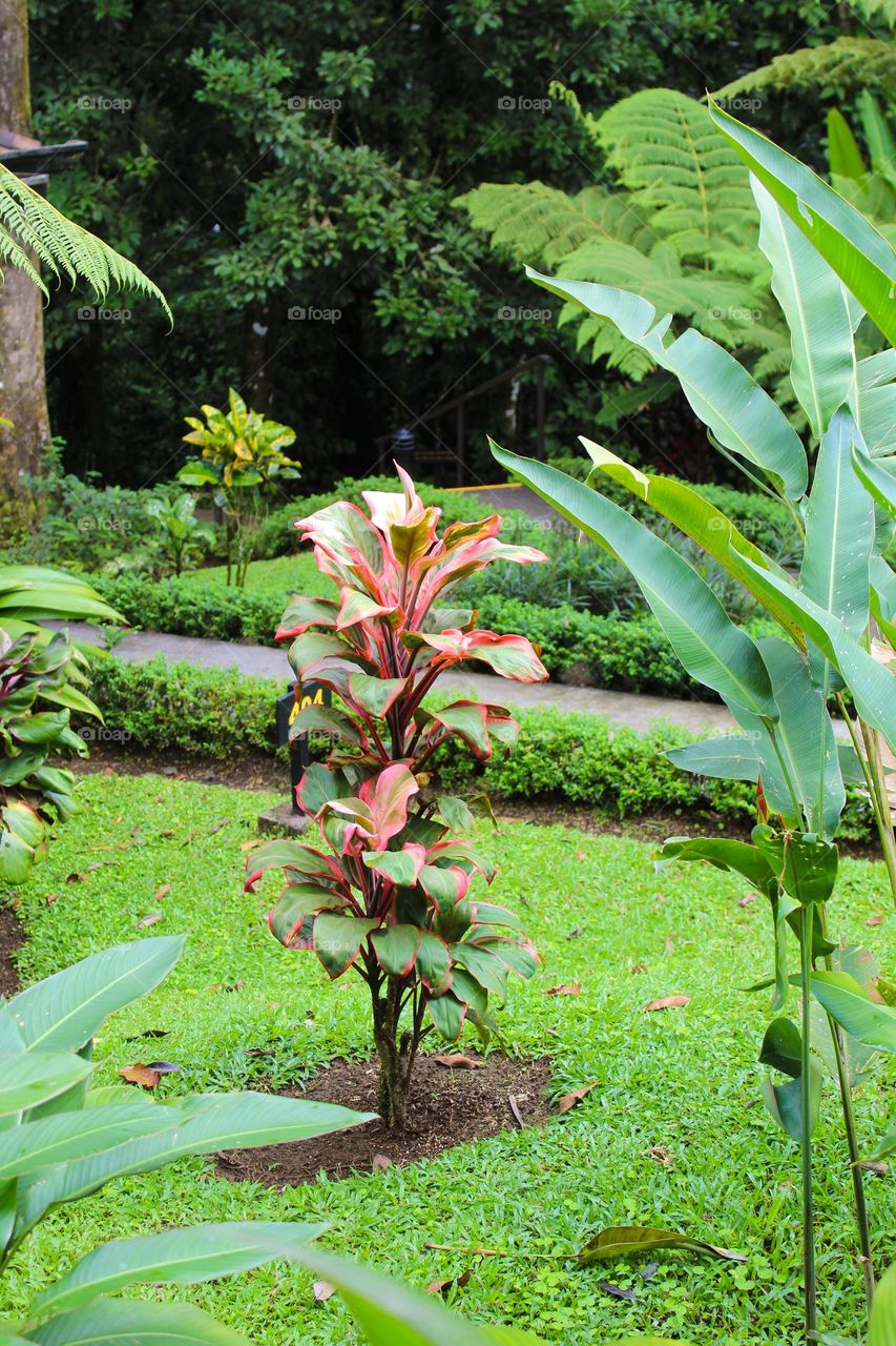 Green-pink Cordyline in a natural tropical setting.  Costa Rica