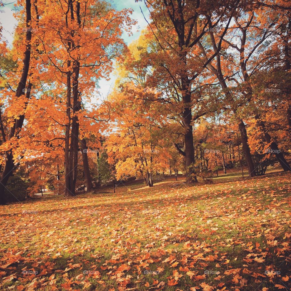 Autumn in Sweden 