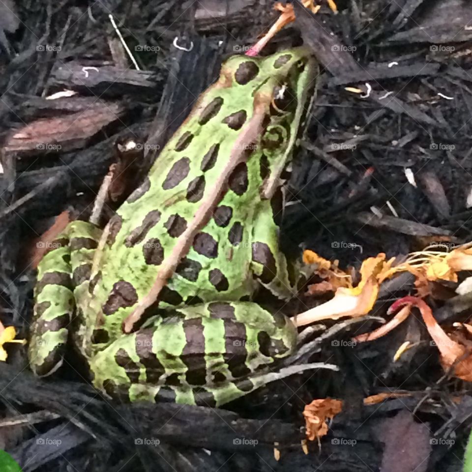 Northern leopard frog 
