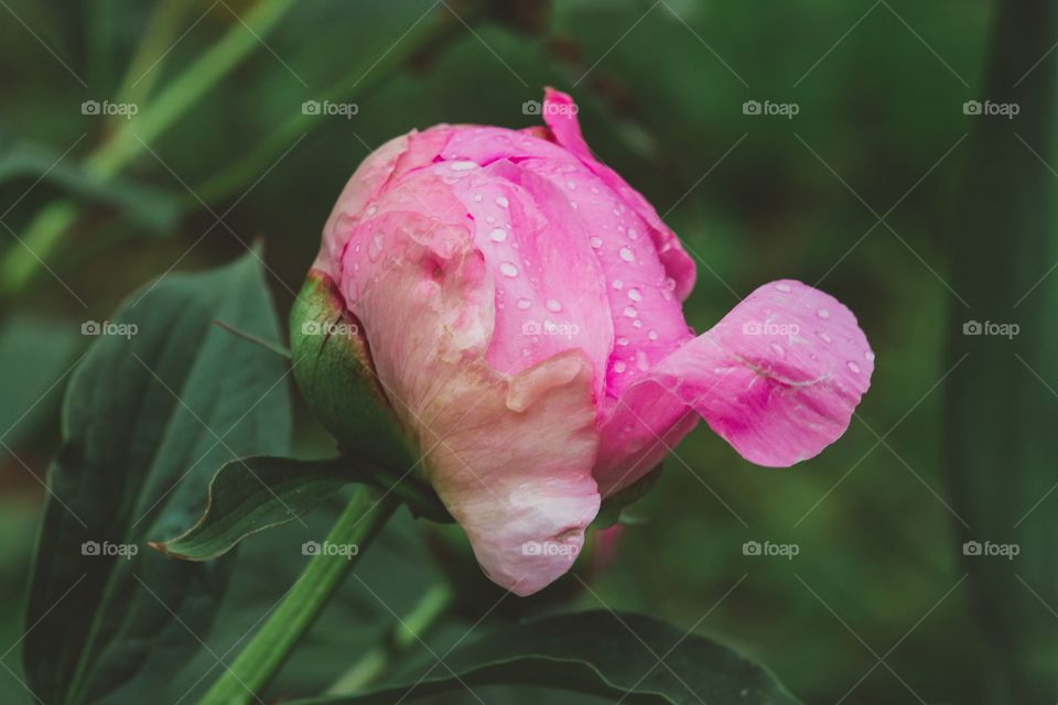 Peony 