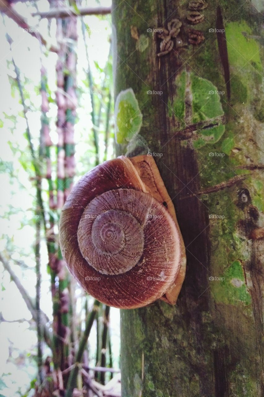 Snail on the tree in rainforest