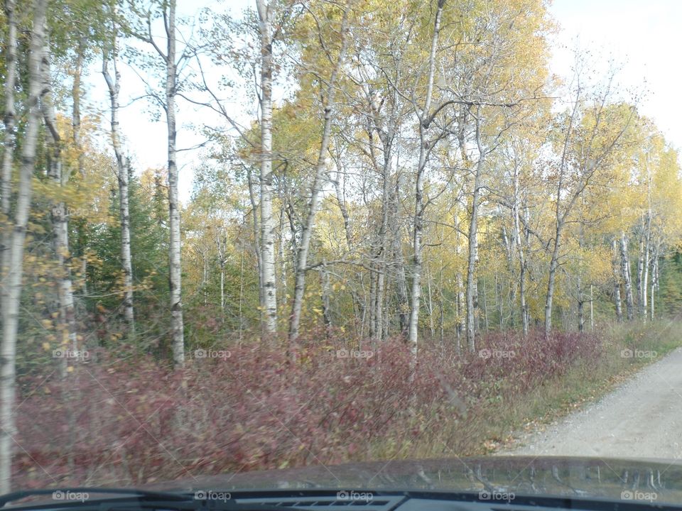 Drummond Island, Michigan 