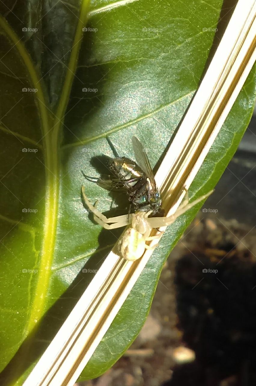 White Spider captured its meal
