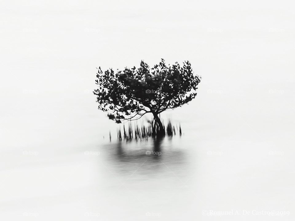 Minimalistic Young Mangrove tree, at the Shoreline of Macau