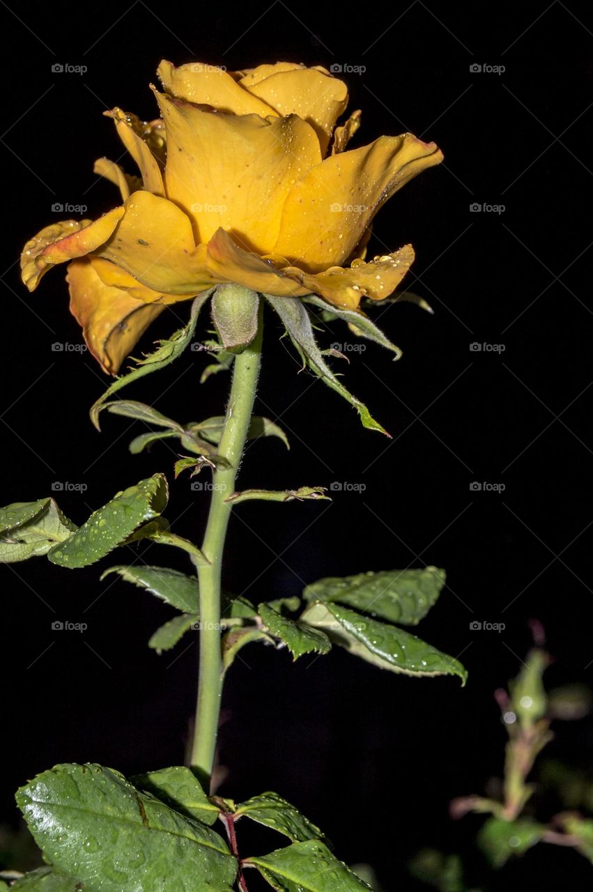 Yellow rose on a rainy November evening.