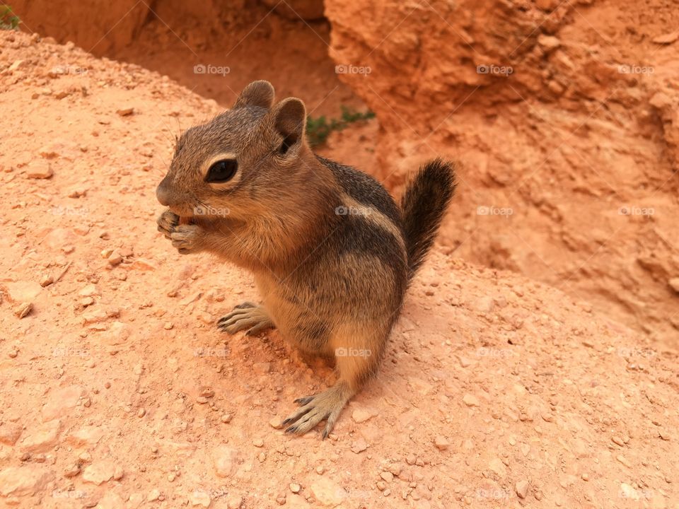 Chipmunk.