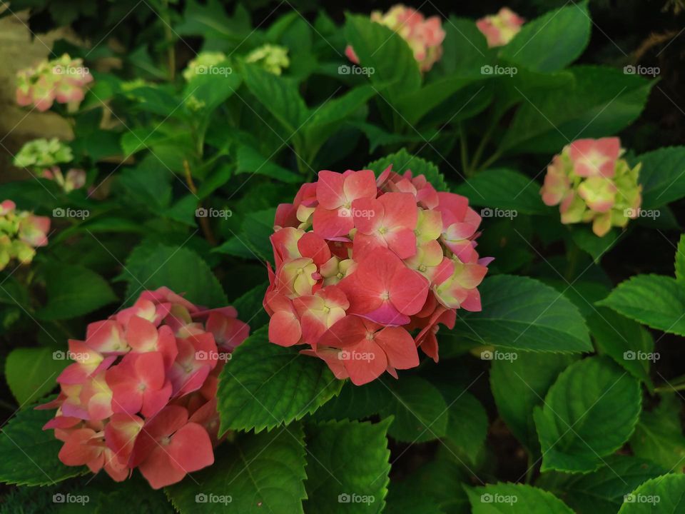 Macro photo of flowers hydrangea
