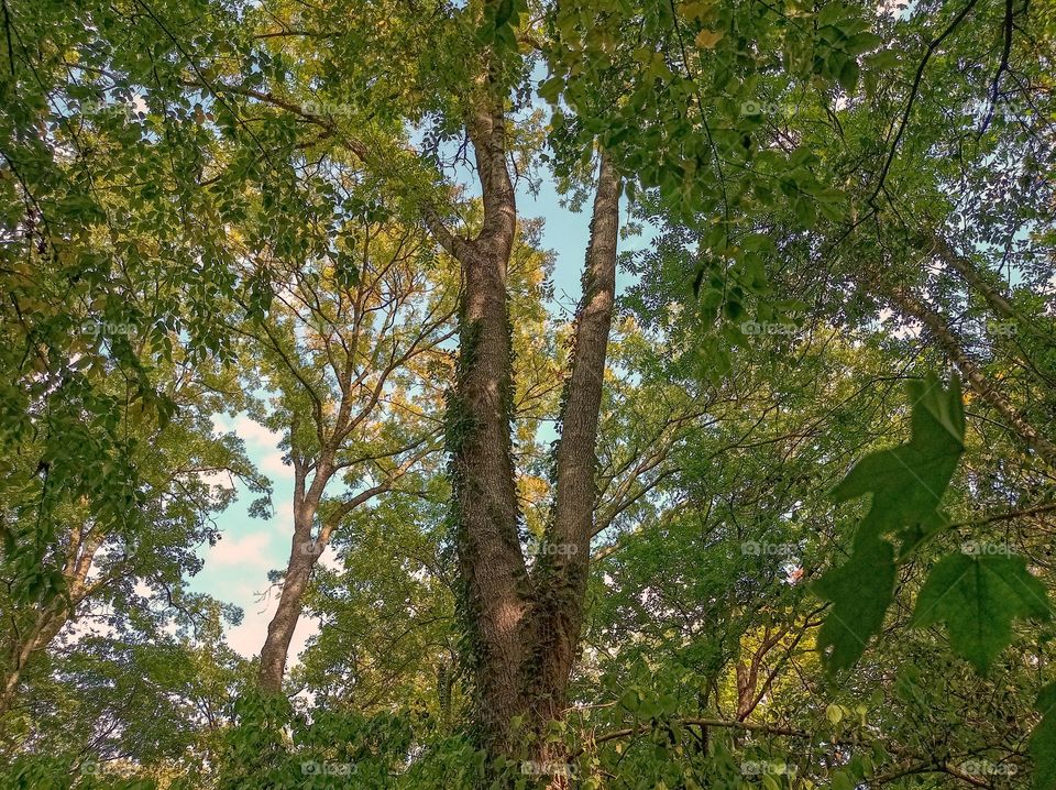 Autumn forest, crowns and branches of trees. The beauty of the forest. You can see the sky through the branches of the trees. Nature.