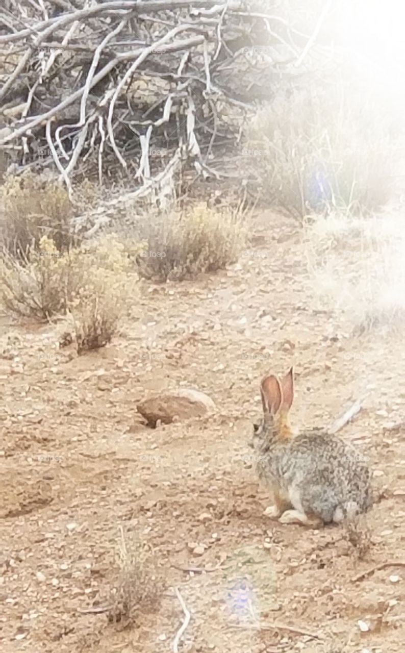 NM desert rabbit
