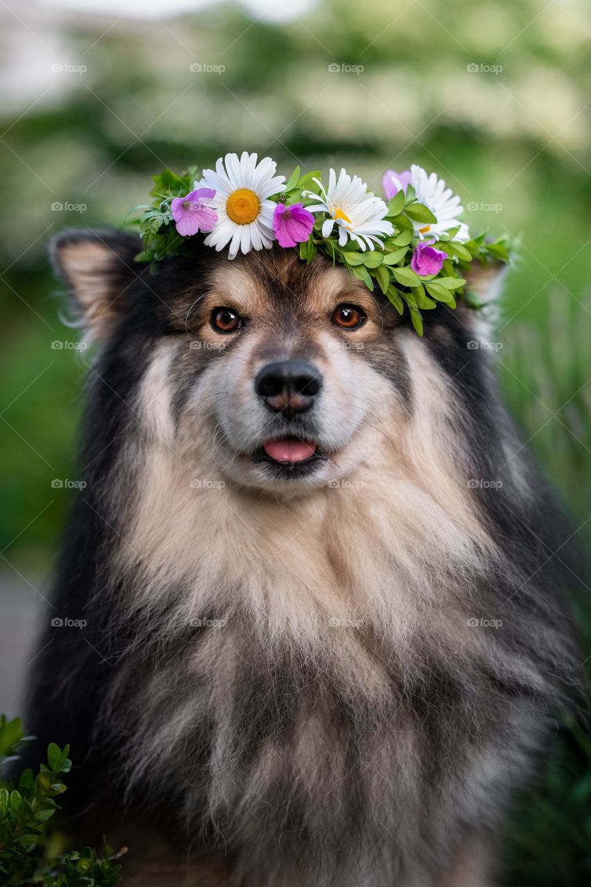 Finnish Lapphund dog wearing flower wreath for Midsummer