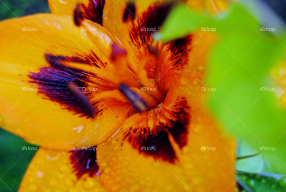 A flower. An orange Lilly in my garden
