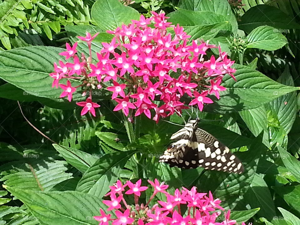 Butterfly and pink flowers.