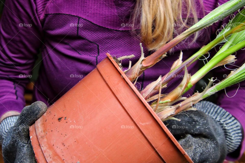 Close-up of a flower pot with a small palm tree being held by a woman wearing gardening gloves