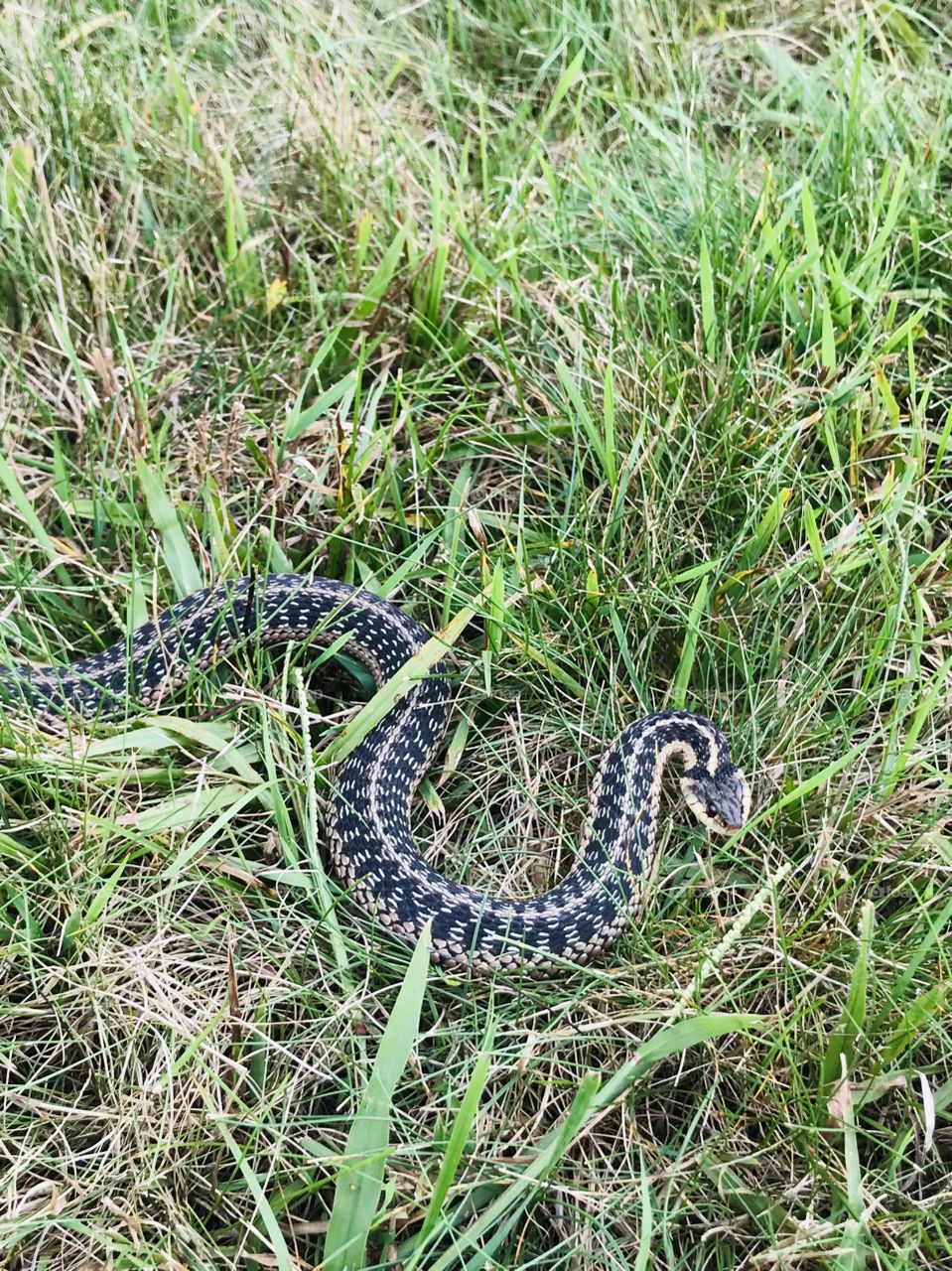 Snake in the summer grass