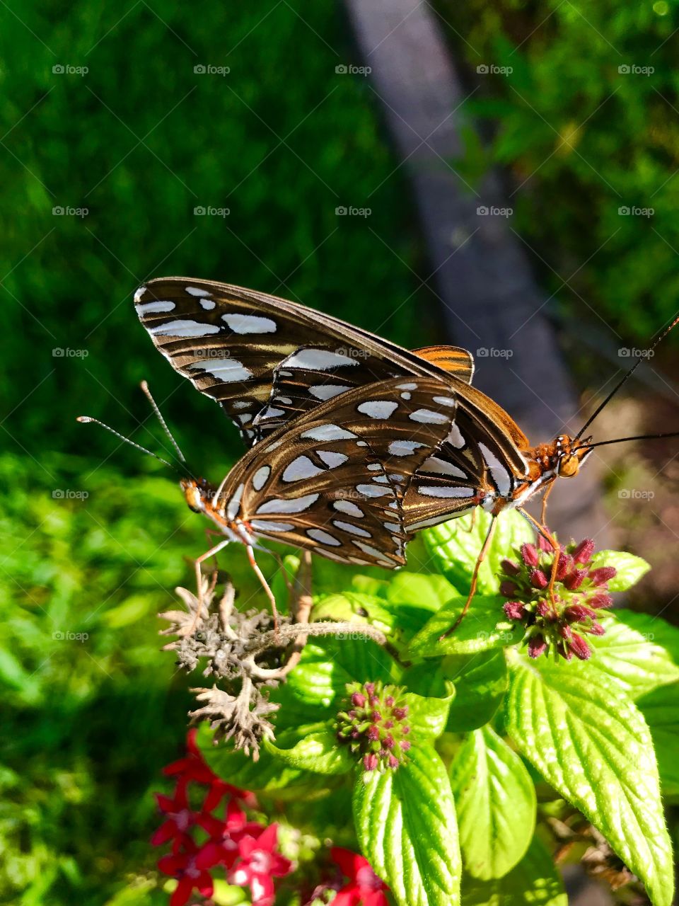 Spring mating season 