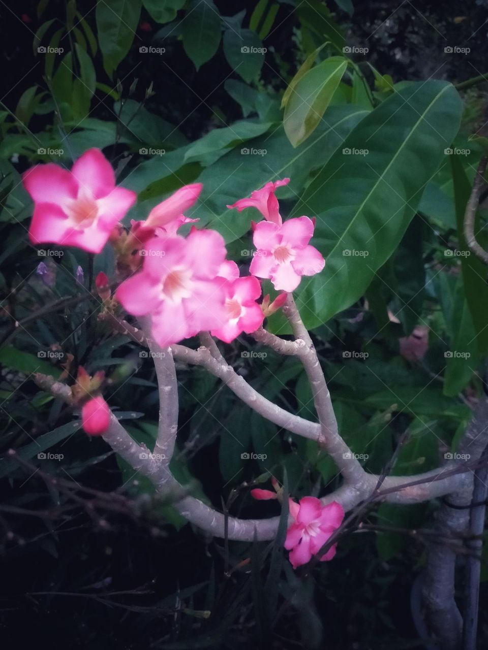 Flowers, plants, including wood grains that have different colors.